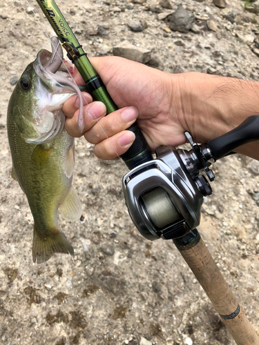 ラージマウスバスの釣果