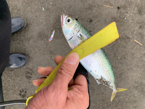 サバの釣果