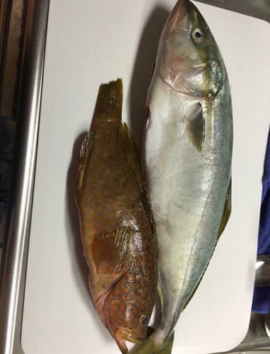 イナダの釣果