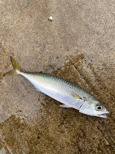 サバの釣果