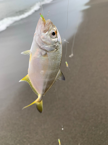 メッキの釣果