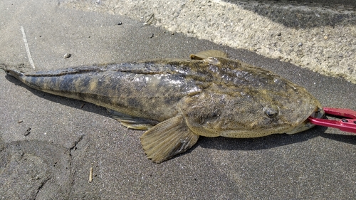 マゴチの釣果