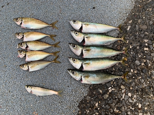 アジの釣果