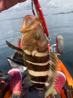 マハタの釣果