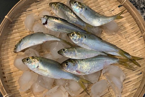 コハダの釣果