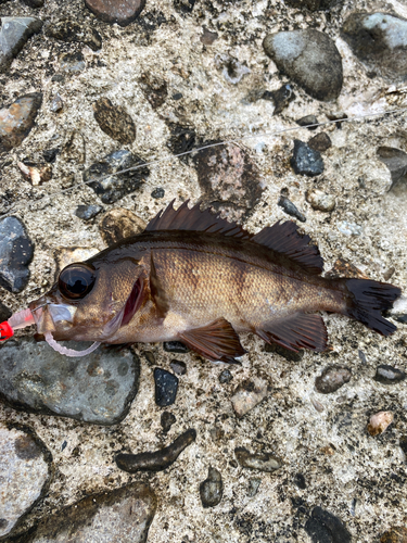 オキメバルの釣果