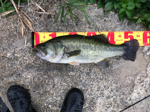 ラージマウスバスの釣果