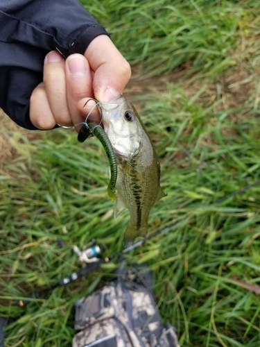 ラージマウスバスの釣果