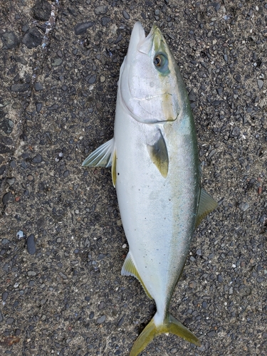 イナダの釣果