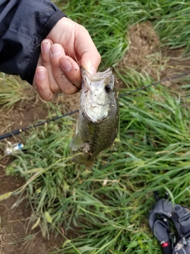 ラージマウスバスの釣果