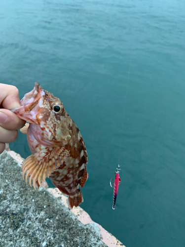 アラカブの釣果