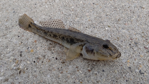 マハゼの釣果