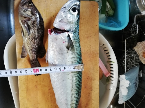 サバの釣果