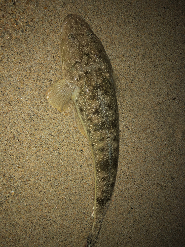 マゴチの釣果