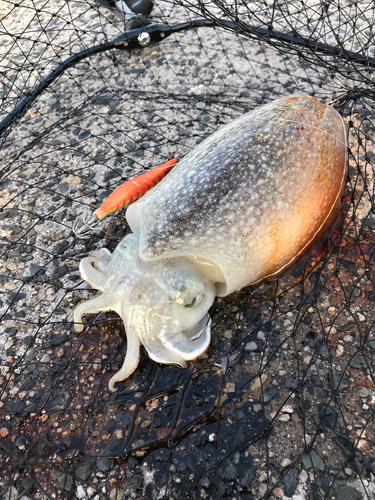 コウイカの釣果