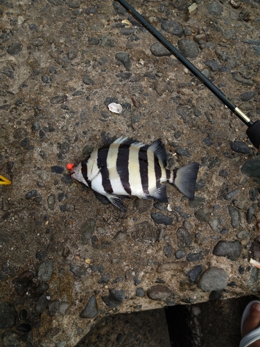 イシダイの釣果