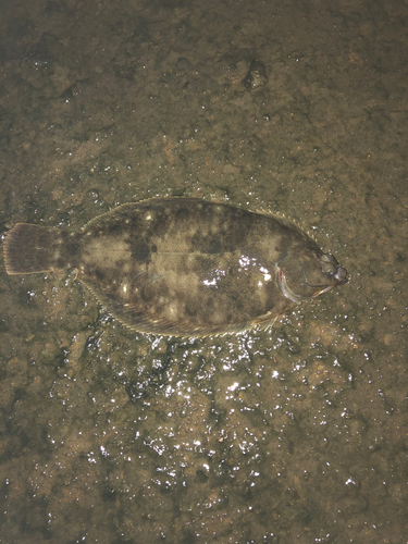 カレイの釣果