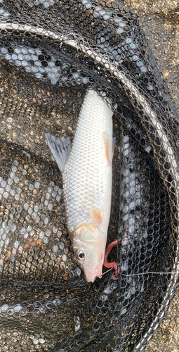 ニゴイの釣果