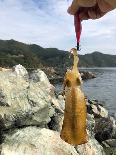 アオリイカの釣果