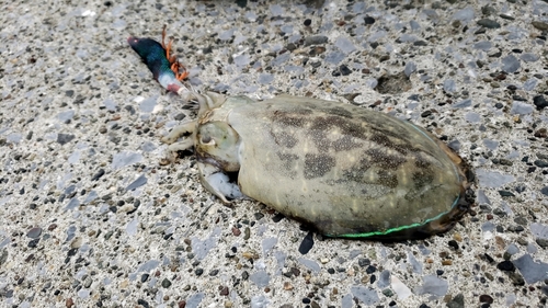 コウイカの釣果