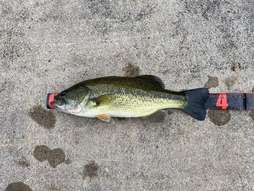 ラージマウスバスの釣果