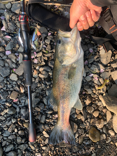 ブラックバスの釣果