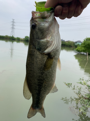 ブラックバスの釣果