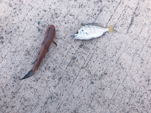 マハゼの釣果