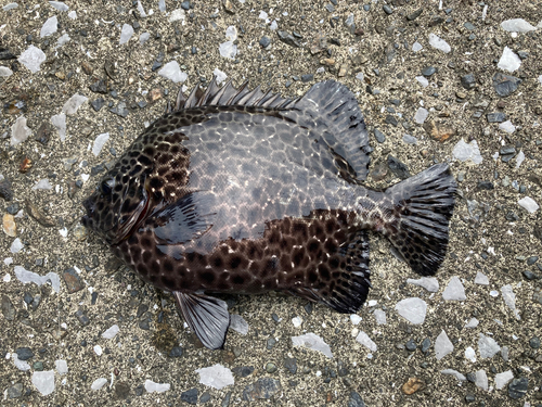 イシガキダイの釣果