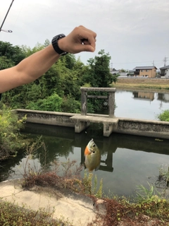 ブルーギルの釣果