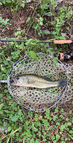 ラージマウスバスの釣果