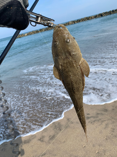 マゴチの釣果