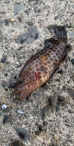 ハタの釣果