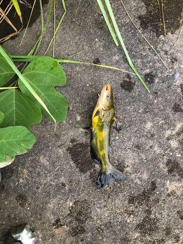 アメリカナマズの釣果