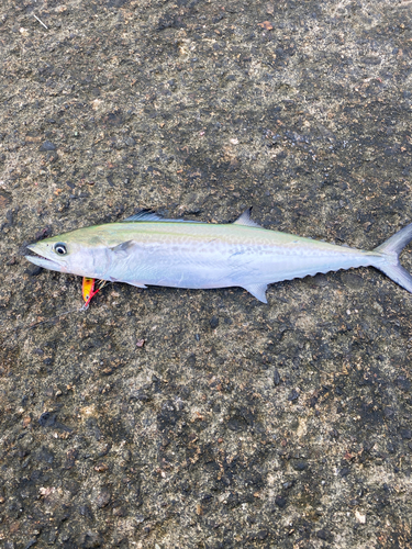 サゴシの釣果