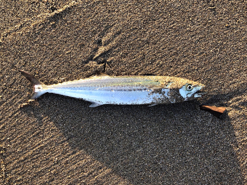 サゴシの釣果