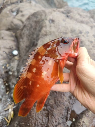 アカハタの釣果