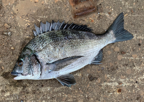 チヌの釣果