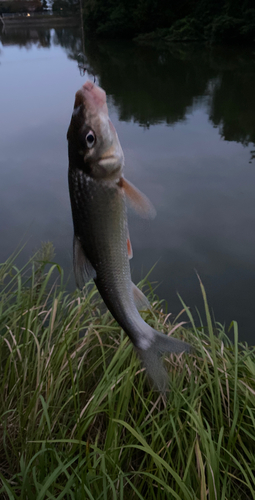 ニゴイの釣果