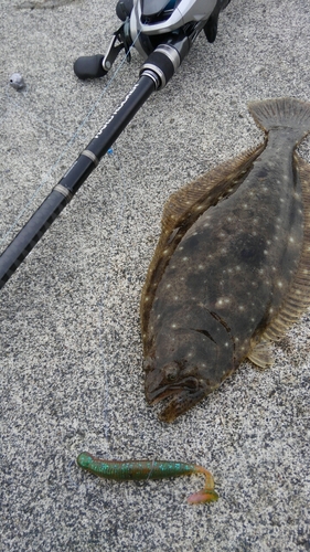 ヒラメの釣果