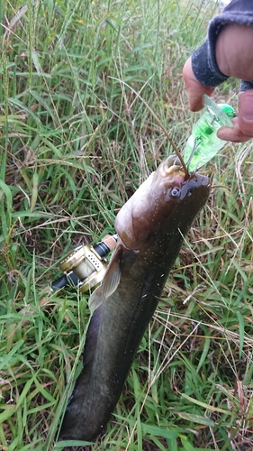 ナマズの釣果