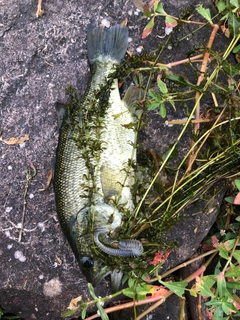 ブラックバスの釣果