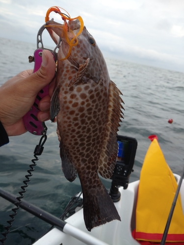 オオモンハタの釣果