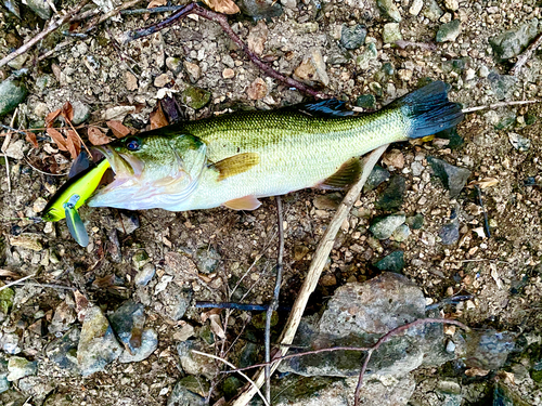 ブラックバスの釣果