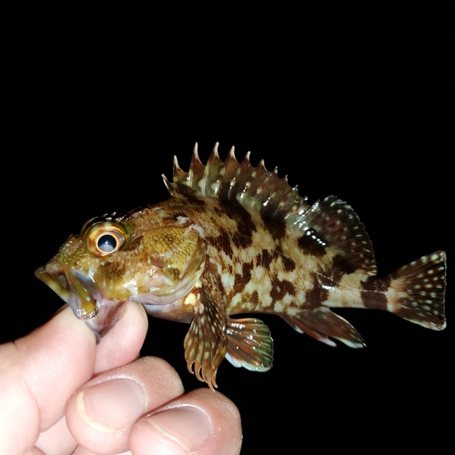 タケノコメバルの釣果