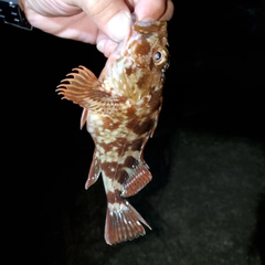 タケノコメバルの釣果