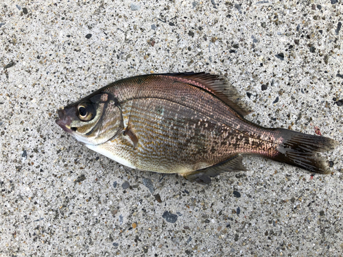 ウミタナゴの釣果