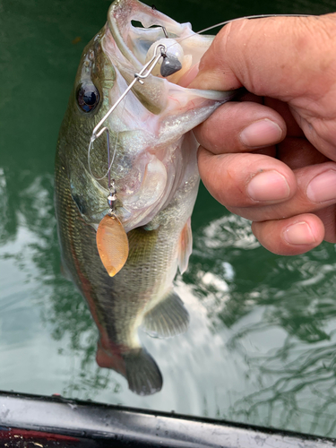 ラージマウスバスの釣果