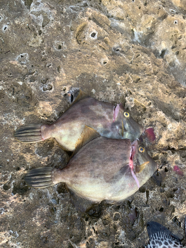 カワハギの釣果