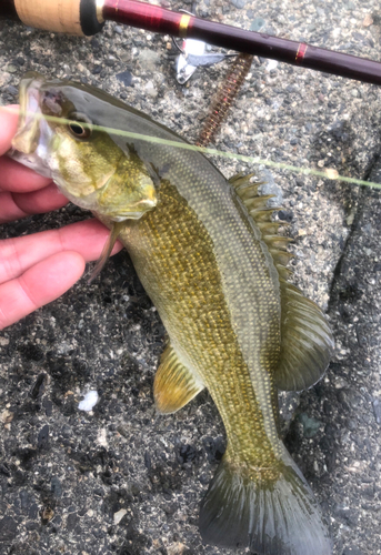 スモールマウスバスの釣果